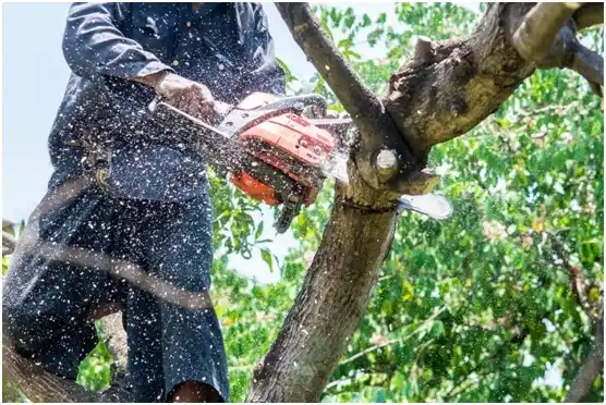 tree services Franklin Park